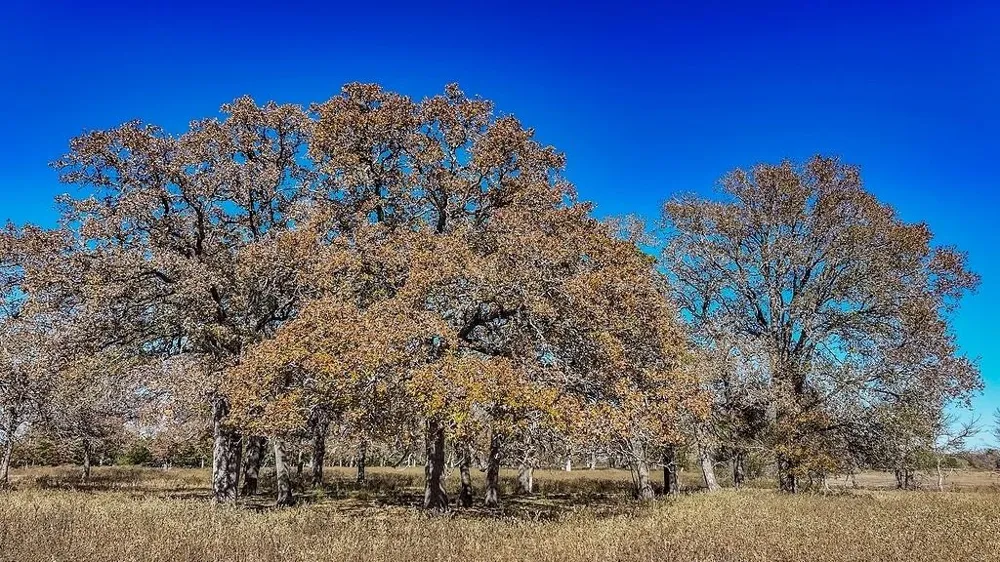 Hwy 71 By- Feeder Road La Grange, TX 78945