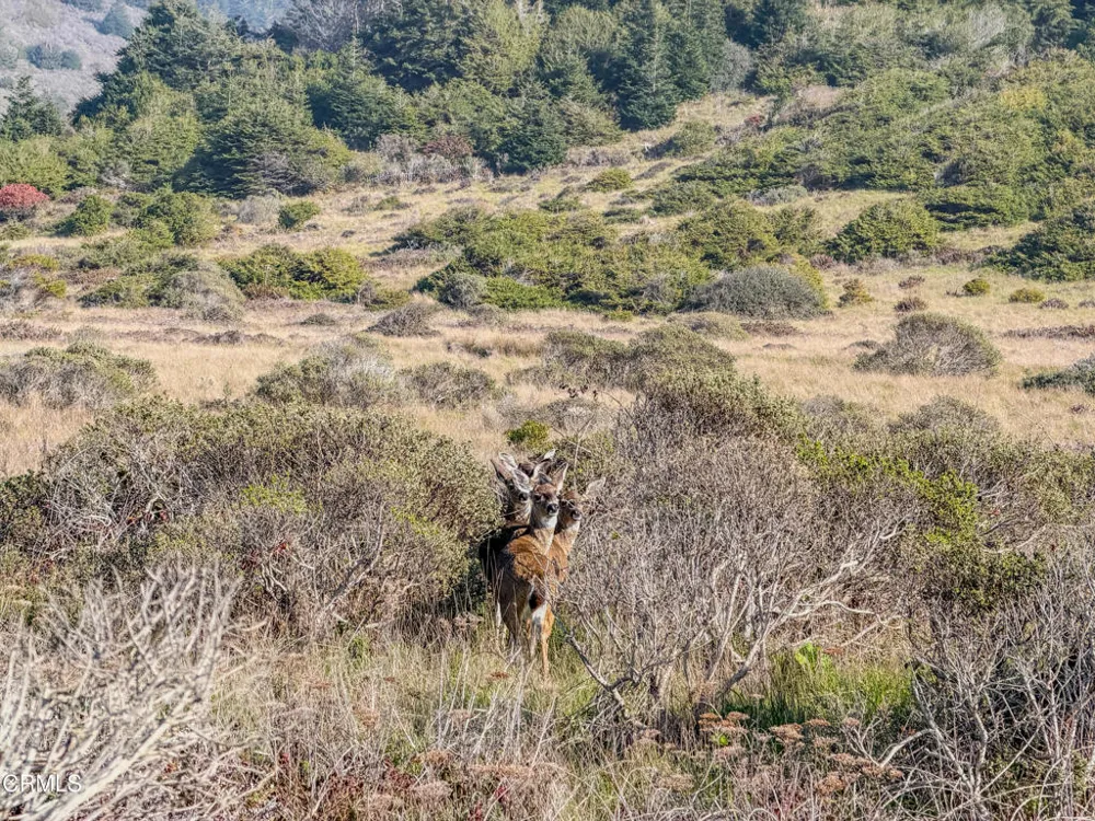37601 Highway 1 Westport, CA 95488