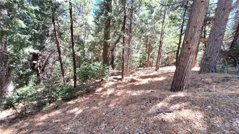 Cedar Pines