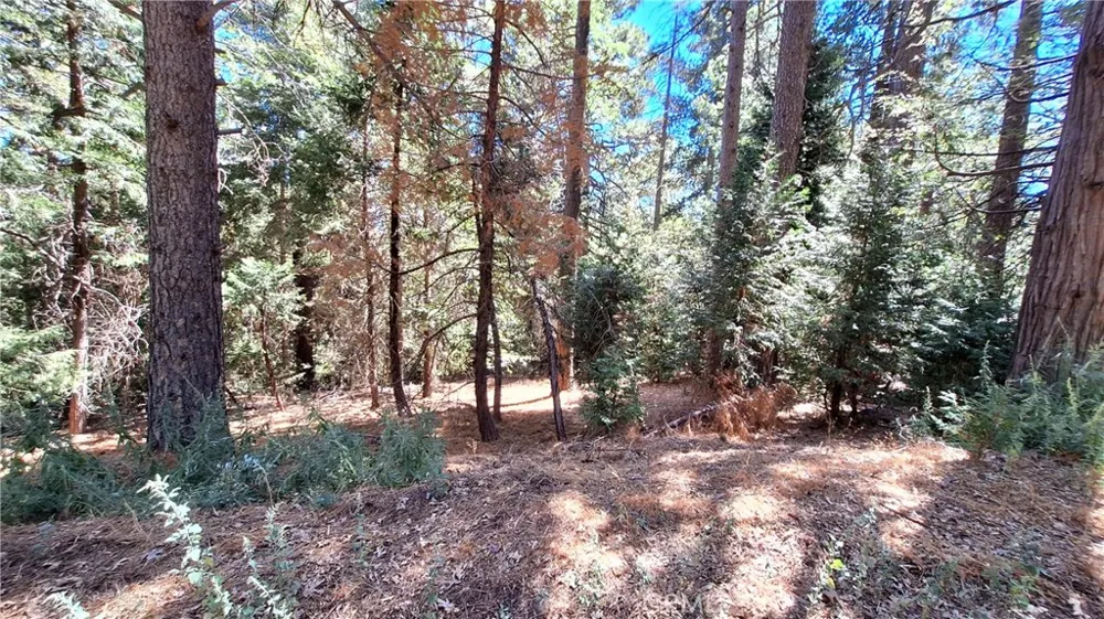 Cedar Pines Cedarpines Park, CA 92322