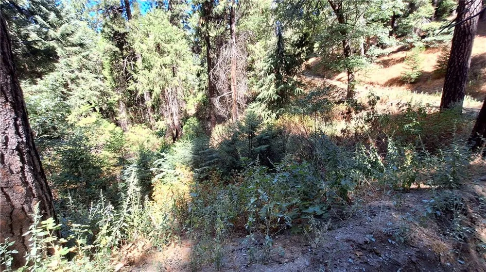 El Valle Cedarpines Park, CA 92322