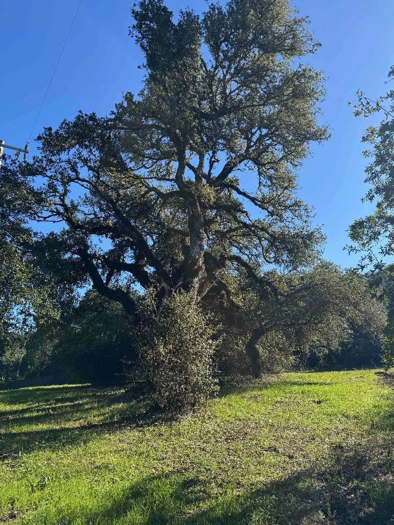 250 Heacox Woodside, CA 94062