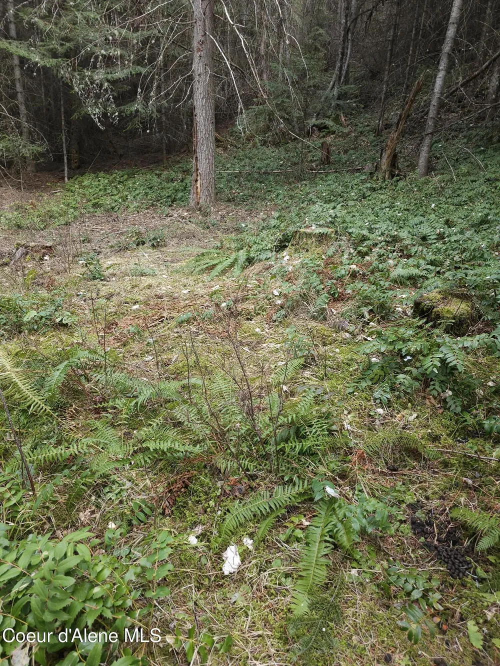 2252 E Badger Road Harrison, ID 83833