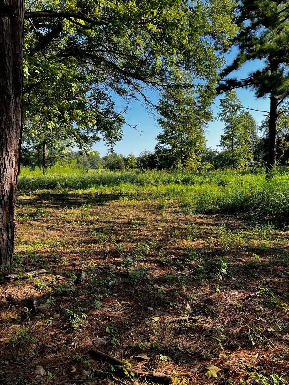 5604 County Road 364 10 Acres Buffalo, TX 75831
