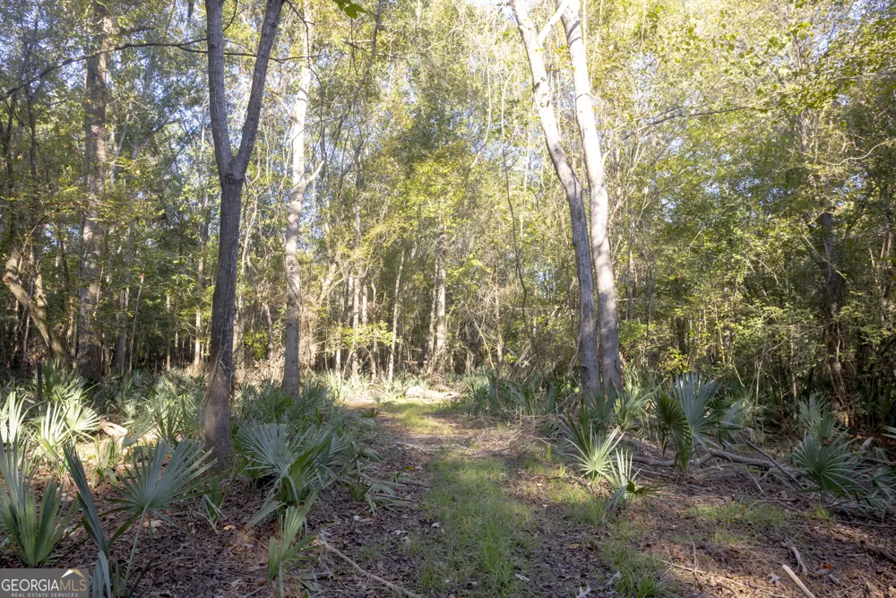 0 Abbeville HWY Rhine, GA 31077