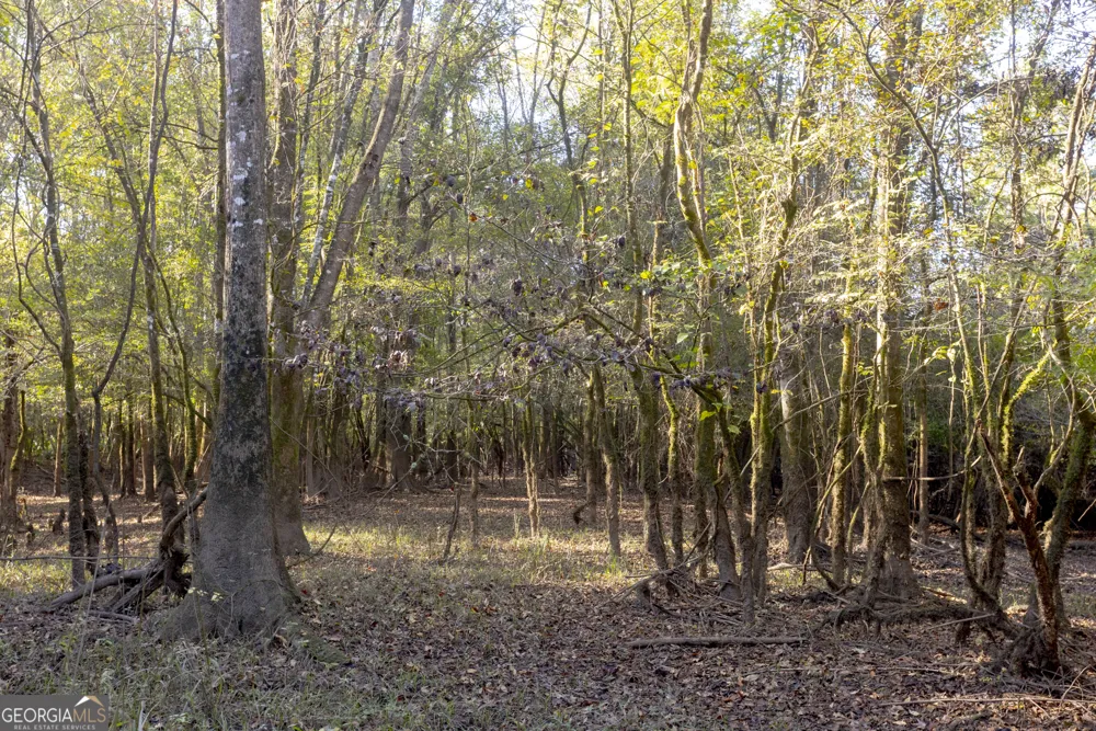 0 Abbeville HWY Rhine, GA 31077