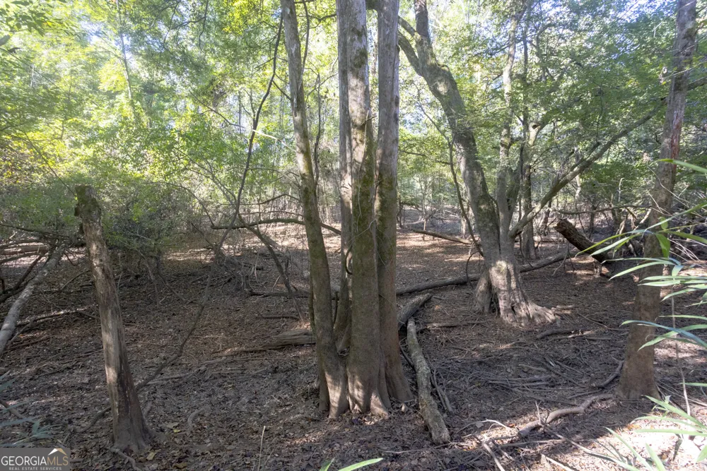 0 Abbeville HWY Rhine, GA 31077