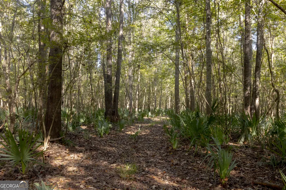 0 Abbeville HWY Rhine, GA 31077