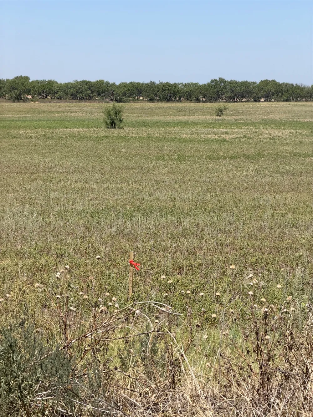 County Road 497 Anson, TX 79501