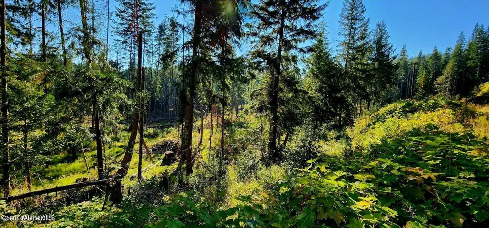 1530 Dusty Lane St. Maries, ID 83861