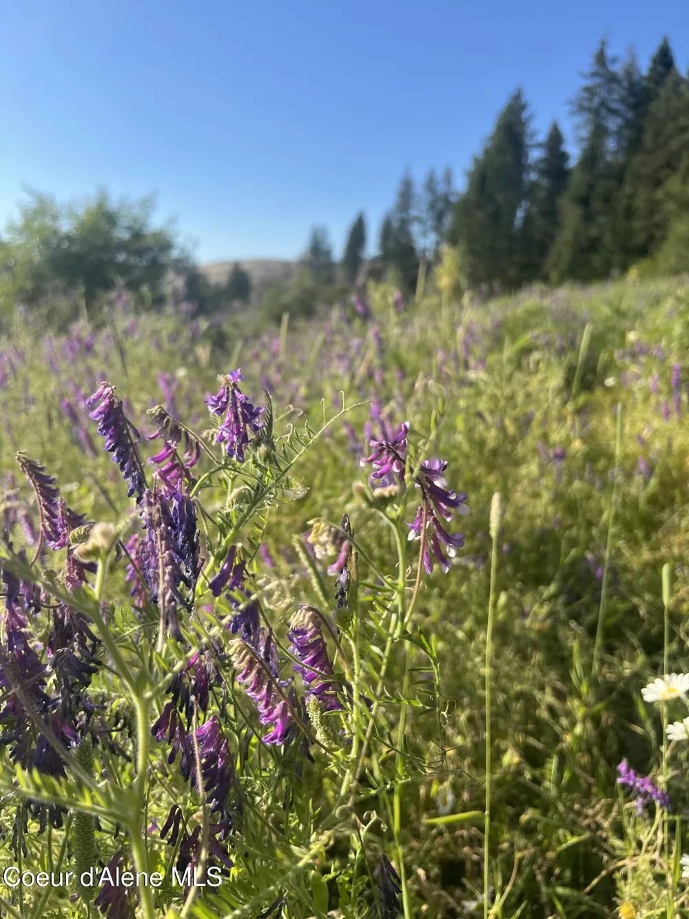 NKA Clearcreek Road Kooskia, ID 83539