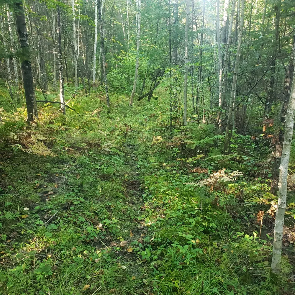 TBD Gamma rd Kabetogama, MN 56669