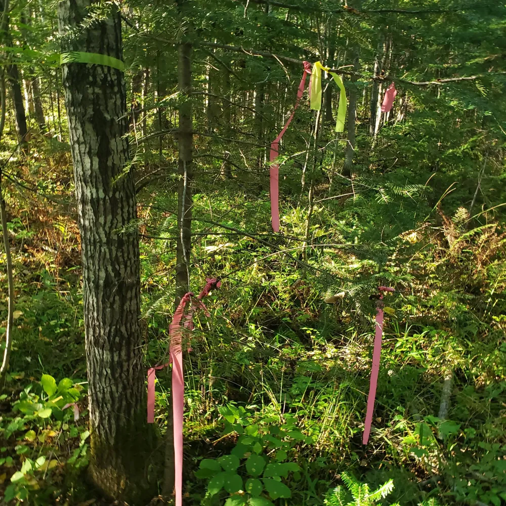 TBD Gamma rd Kabetogama, MN 56669