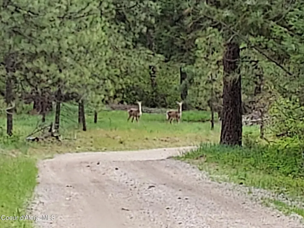 NKA E CANTON LANE Harrison, ID 83833