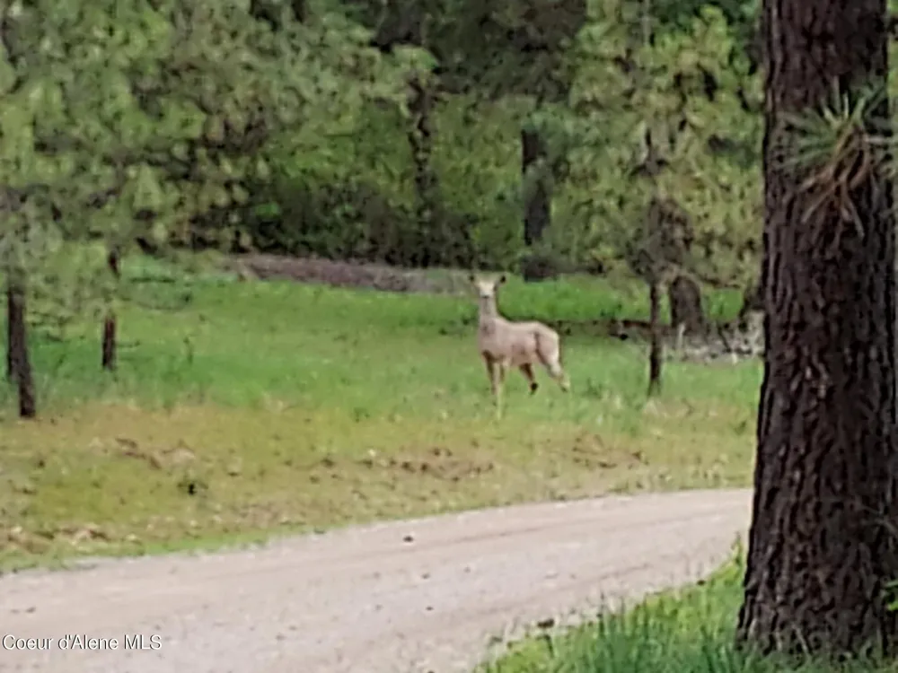 NKA E CANTON LANE Harrison, ID 83833