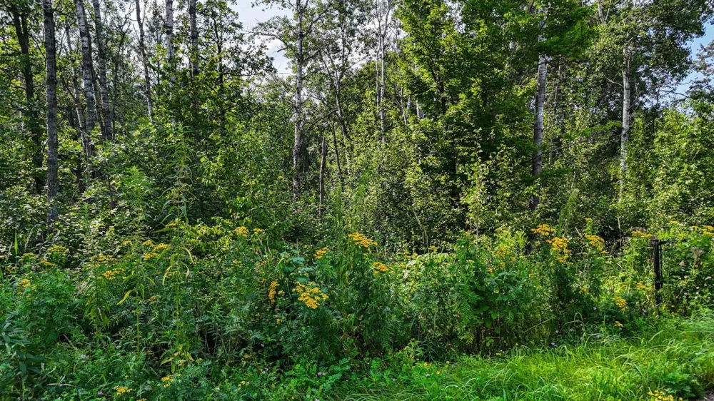 TBD6 Winter Creek Court Nisswa, MN 56468