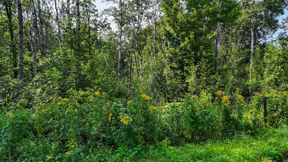 TBD4 Winter Creek Court Nisswa, MN 56468