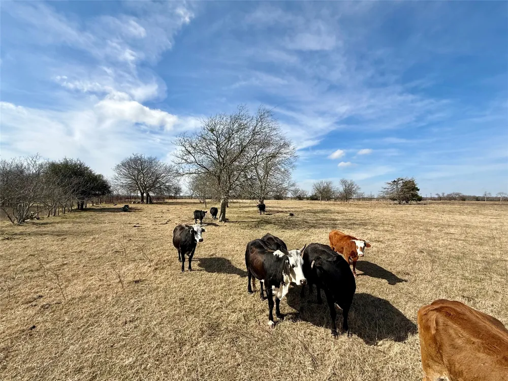 County Road 656 Thornton, TX 76687