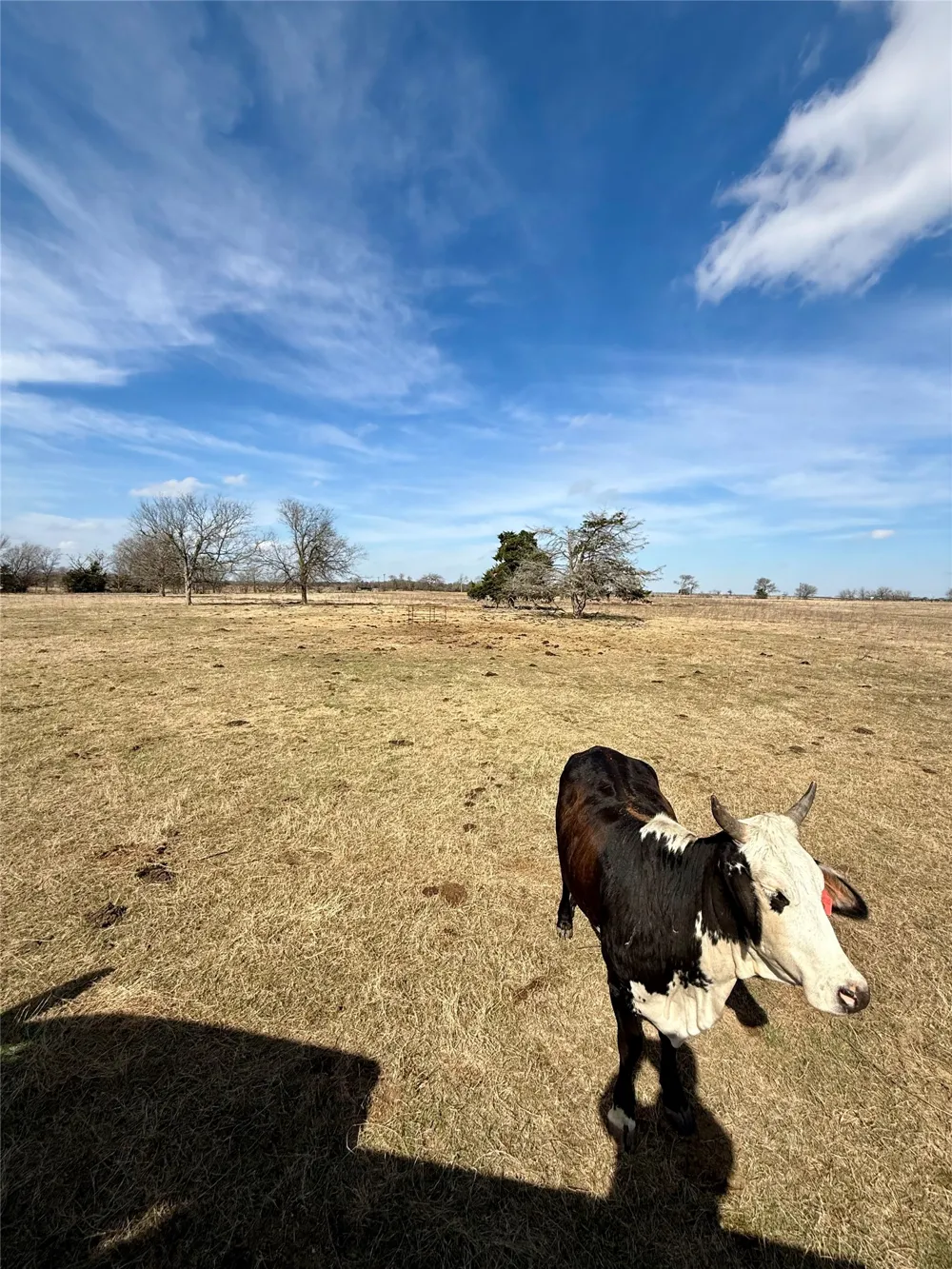 County Road 656 Thornton, TX 76687