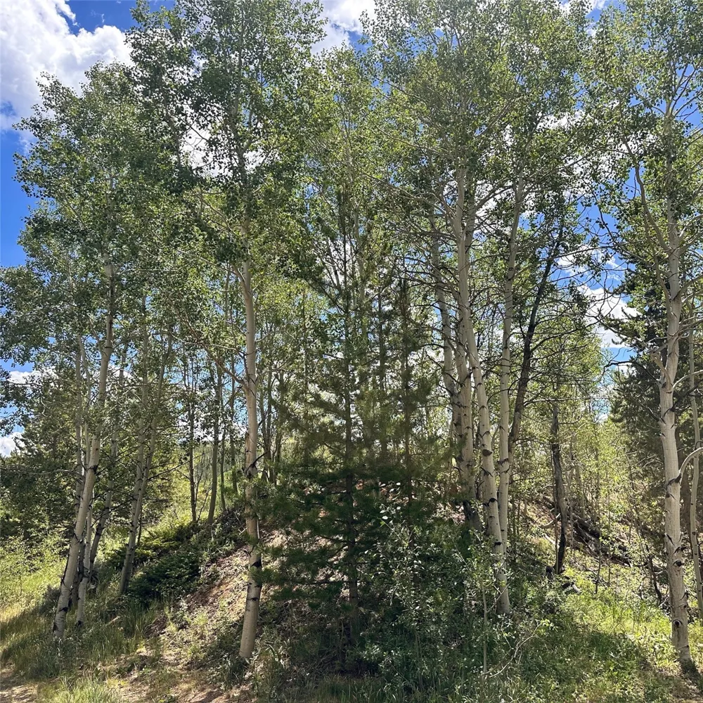 101 Ryan Gulch Court #103 Wildernest, CO 80498