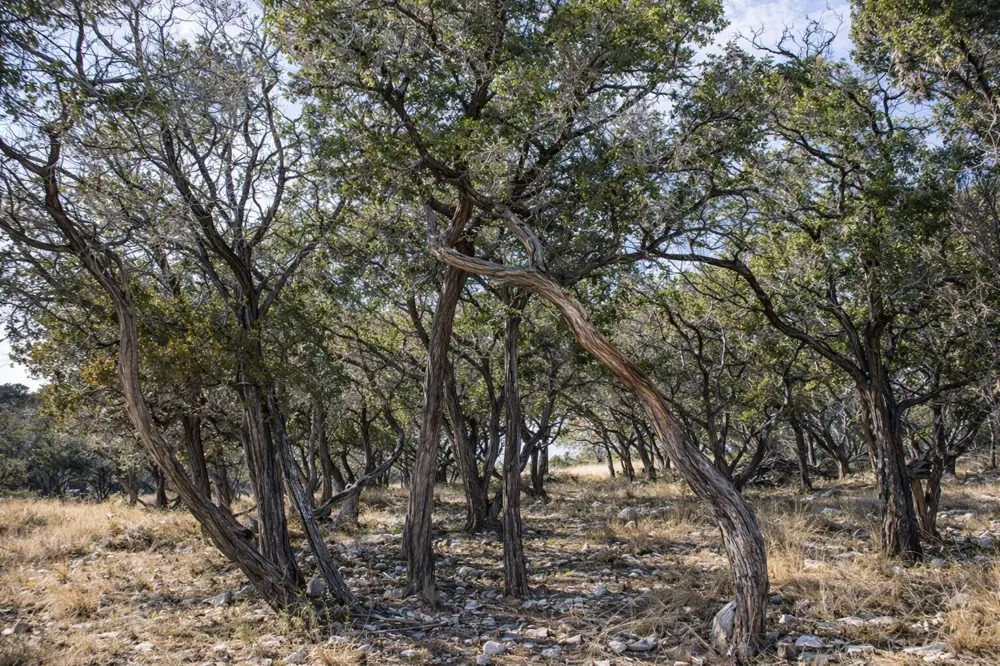 6 Gene Walker Trail Hunt, TX 78024