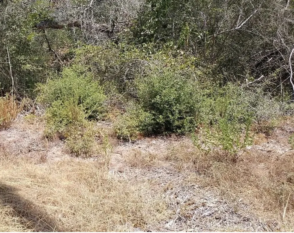 26642 Red Oak Drive Hempstead, TX 77445
