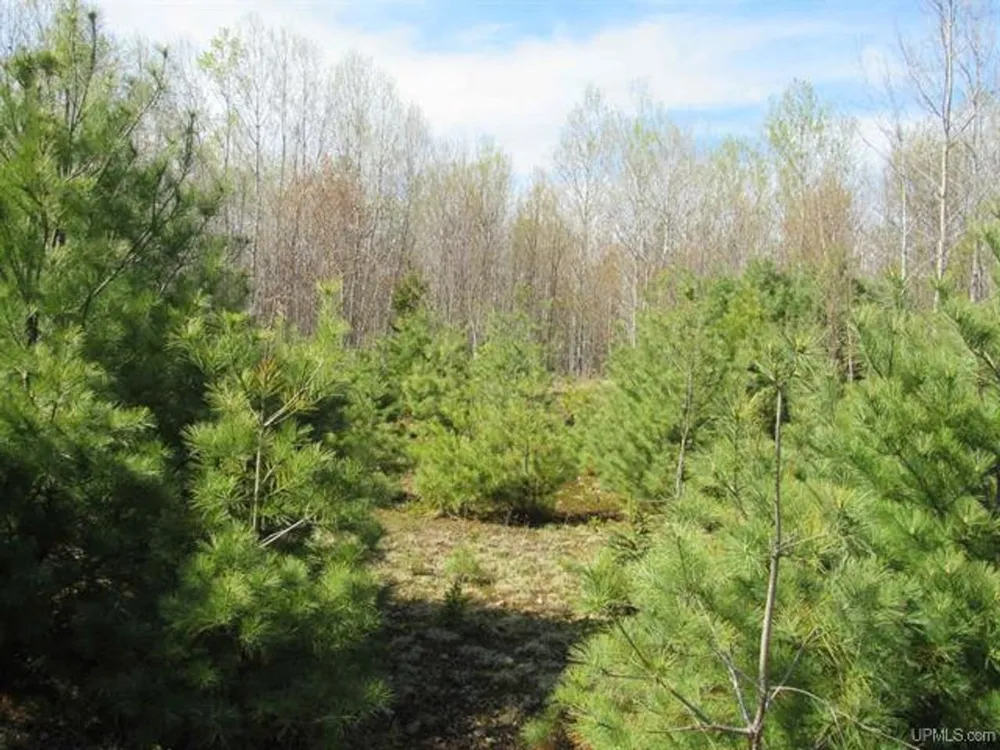 TBD Off Rice Lake Rd Lake Linden, MI 49945