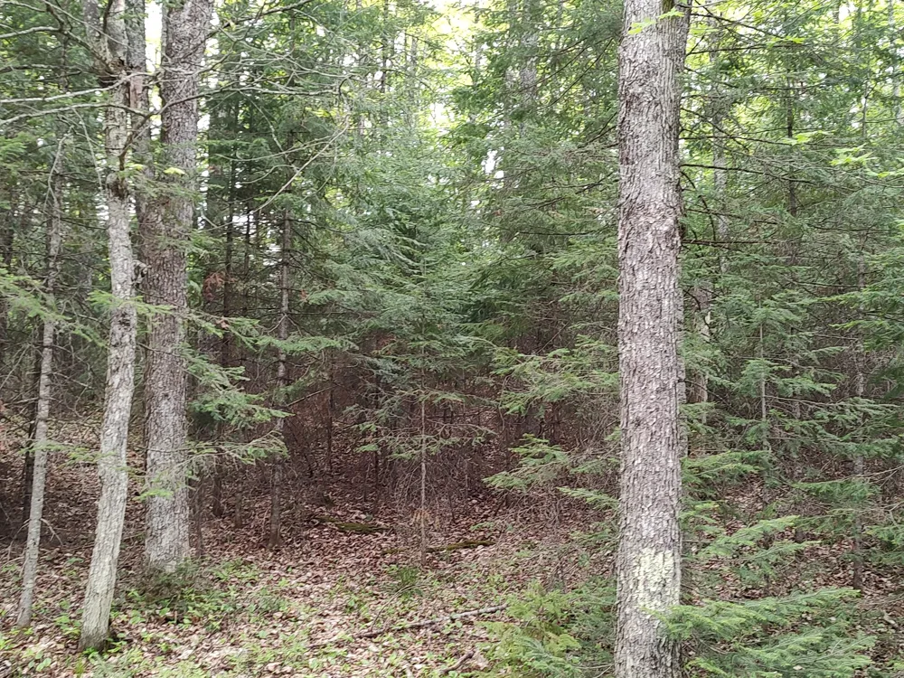 301A-301B Robinson Lake Road Iron River, MI 49935