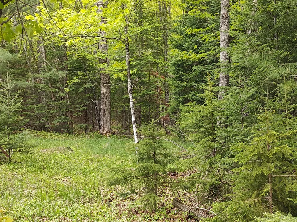 301A-301B Robinson Lake Road Iron River, MI 49935