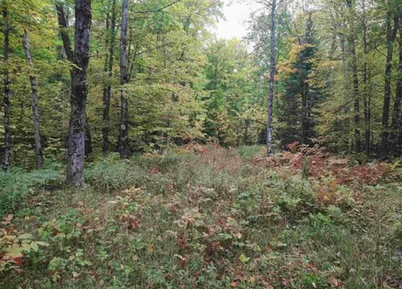 TBS S Laird Road Pelkie, MI 49958