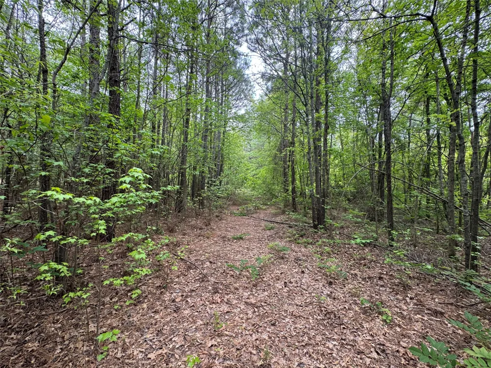 County Road 2742 Naples, TX 75568