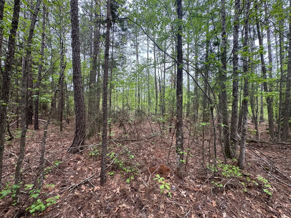 County Road 2742 Naples, TX 75568