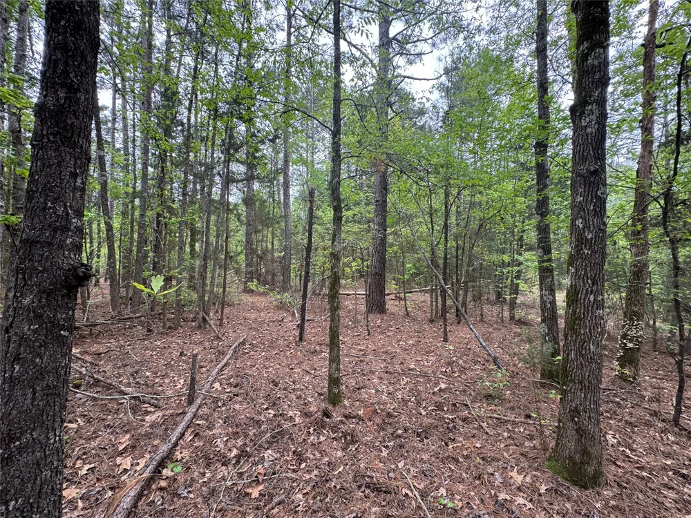 County Road 2742 Naples, TX 75568