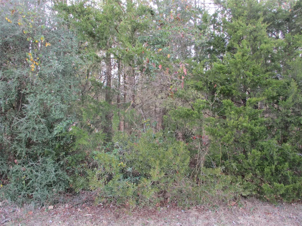 Wood County Road 2958 Alba, TX 75410