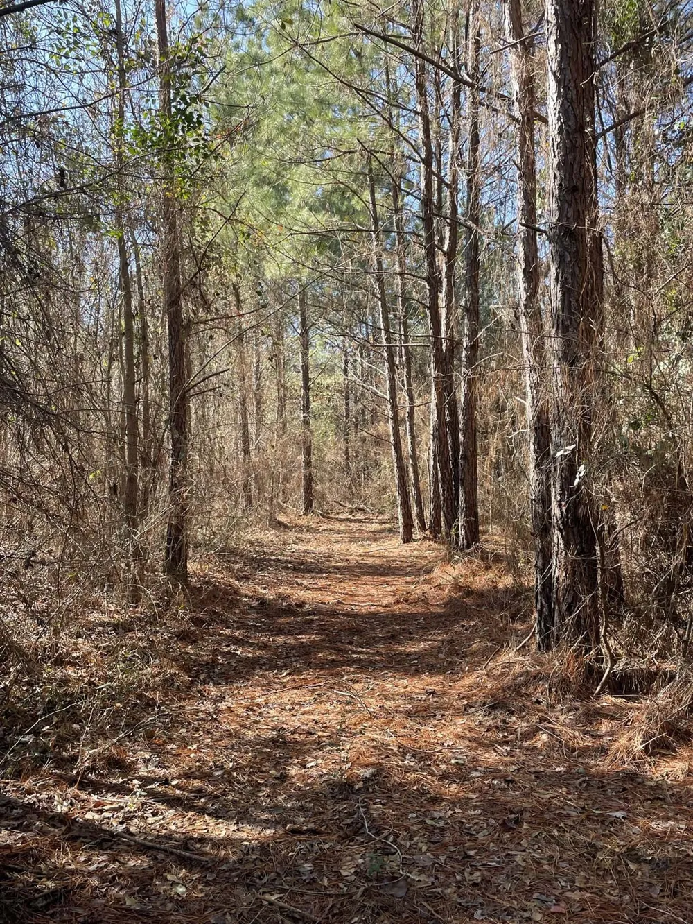 17584 Fm 1252 Winona, TX 75792