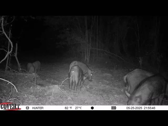 17584 Fm 1252 Winona, TX 75792