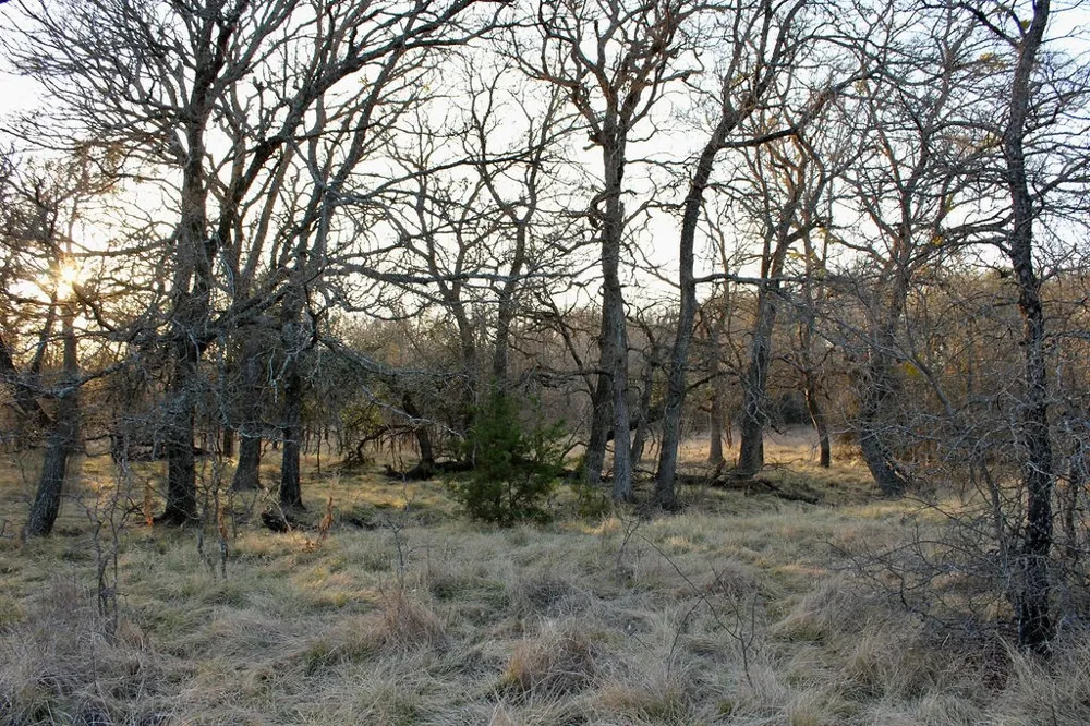 Tatanka Trail Gustine, TX 76455