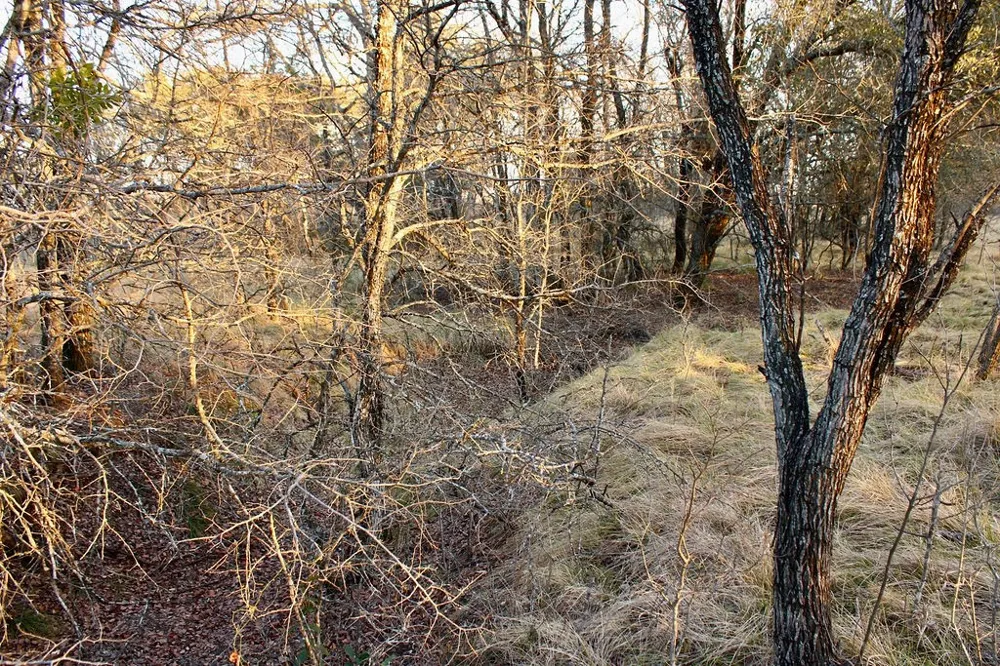 Tatanka Trail Gustine, TX 76455