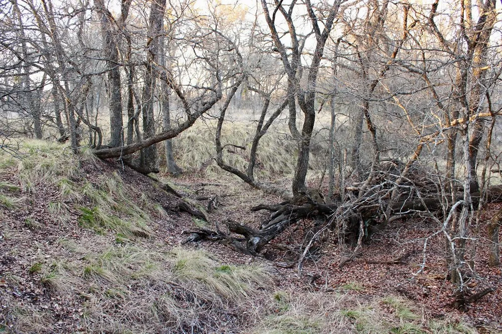 Tatanka Trail Gustine, TX 76455