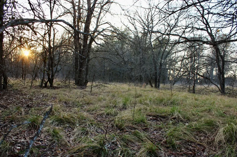 Tatanka Trail Gustine, TX 76455