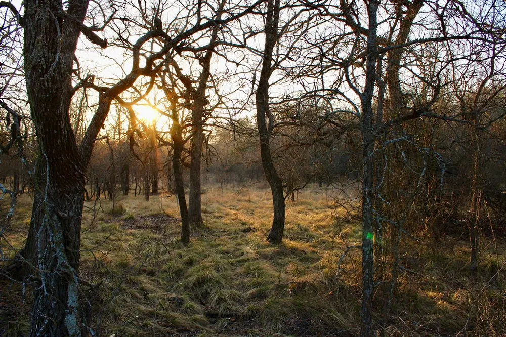 Tatanka Trail Gustine, TX 76455
