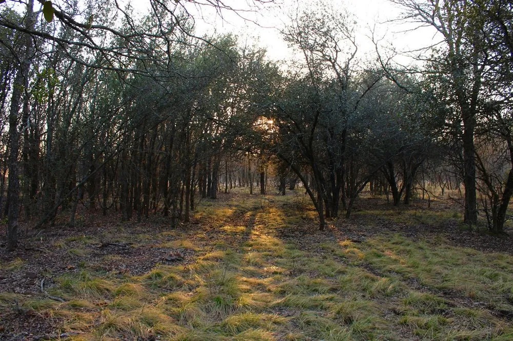 Tatanka Trail Gustine, TX 76455