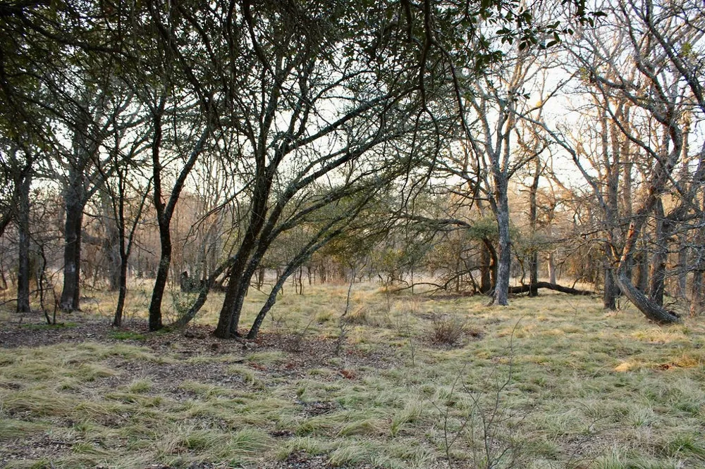 Tatanka Trail Gustine, TX 76455