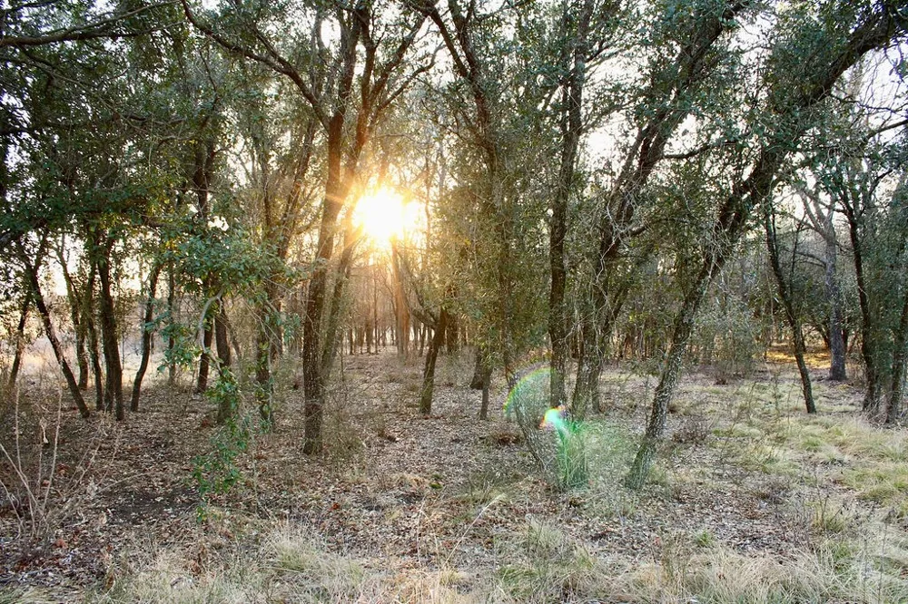 Tatanka Trail Gustine, TX 76455