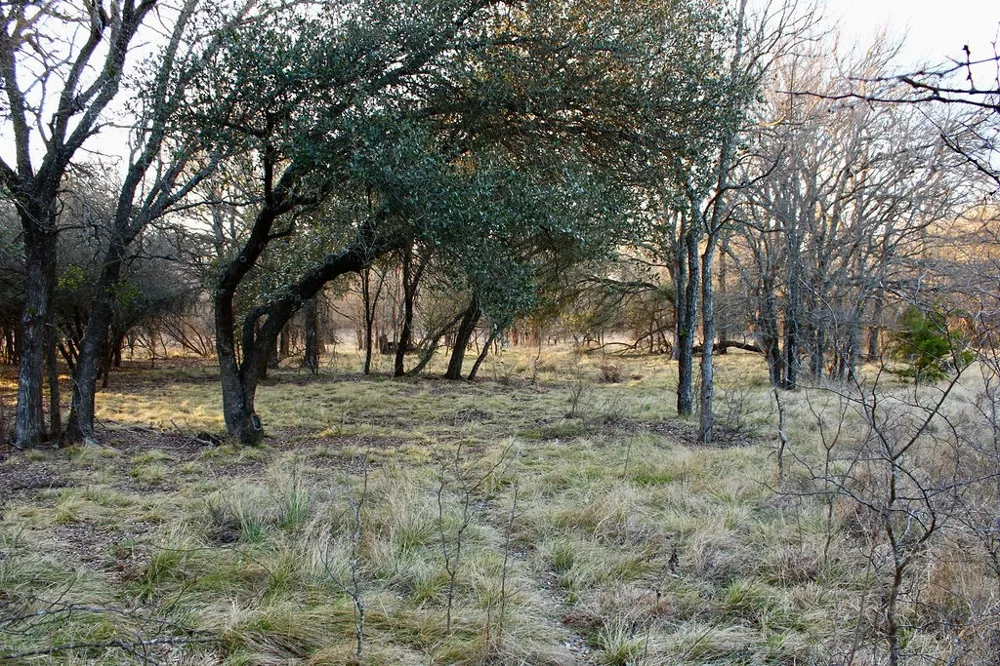 Tatanka Trail Gustine, TX 76455