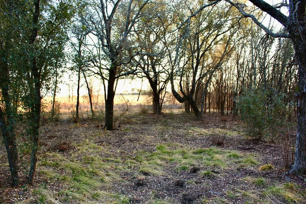 Tatanka Trail Gustine, TX 76455