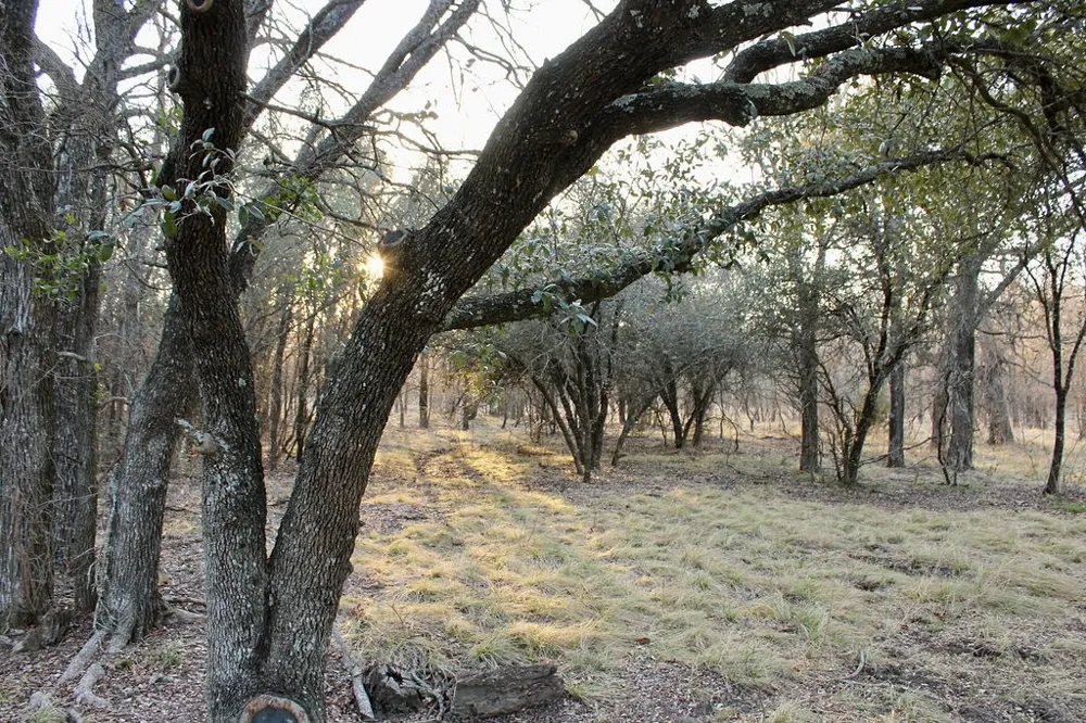Tatanka Trail Gustine, TX 76455