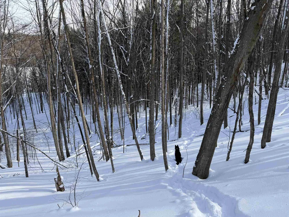 Christianson Road Leelanau Township, MI 49670