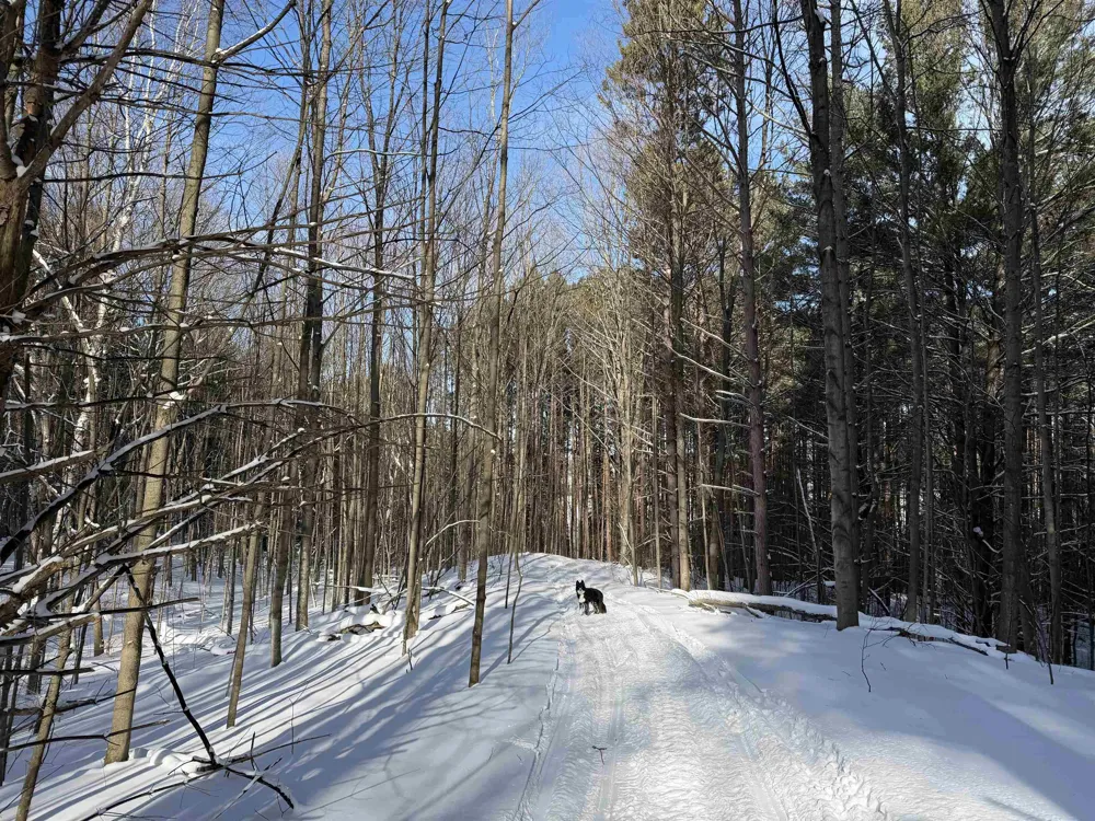 Christianson Road Leelanau Township, MI 49670