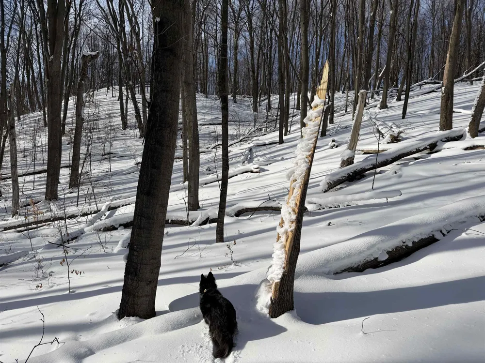 Christianson Road Leelanau Township, MI 49670